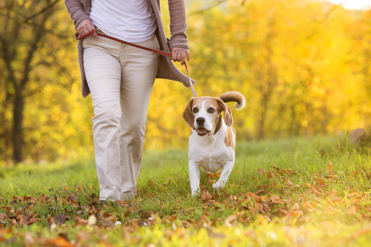 Dog friendly walking routes Haydock.